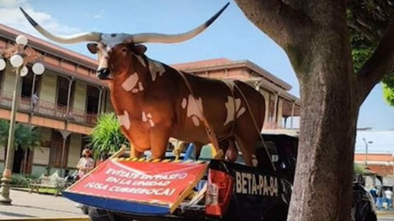Lanzan creativa campaña con un buey para promover el uso del cubrebocas