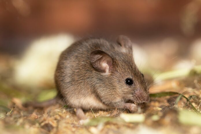 Variante Ómicron podría haberse originado en ratones