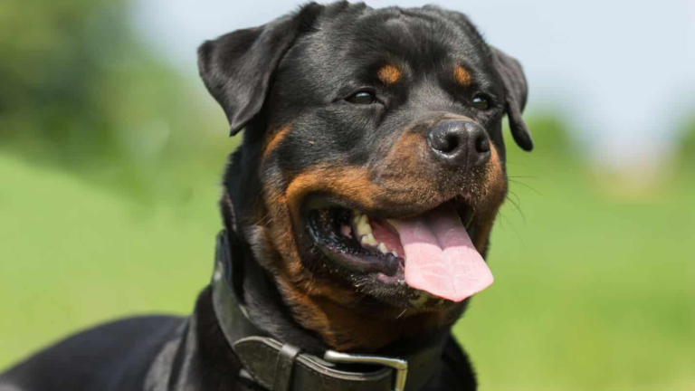 Aumenta 275% el robo de perritos: los venden o usan para peleas