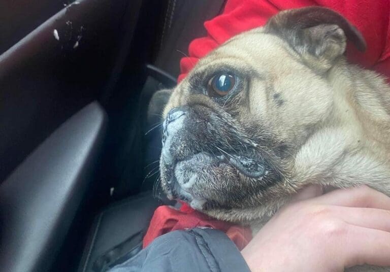 En redes sociales han denunciado un terrible caso donde un sujeto ha envenenado a más de 20 mascotas, algunas han muerto. Foto: Redes sociales