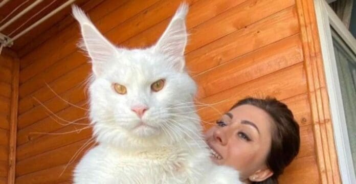 Un gato gigante se ha viralizado en internet; el felino mide más de 1.5 metros y pesa más de 12 kilogramos. Su dueña habla de él. Foto: Instagram