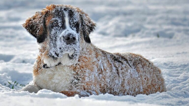 Abrazada a un perro, niña sobrevive a una fuerte tormenta de nieve en Rusia