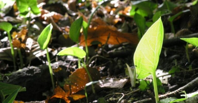 Especialistas advierten que la sexta extinción en el planeta ya está en marcha, pero aseguran que de hecho no es algo reciente, lleva siglos. Foto: RT