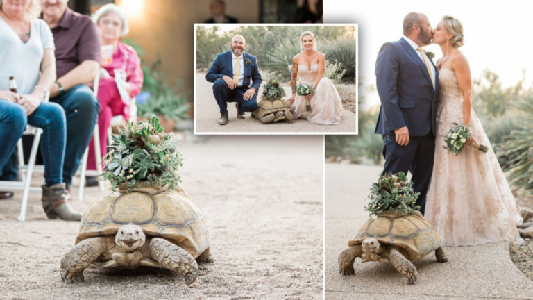 VIRAL: Tortuga se vuelve tendencia en redes por robar el show en una boda