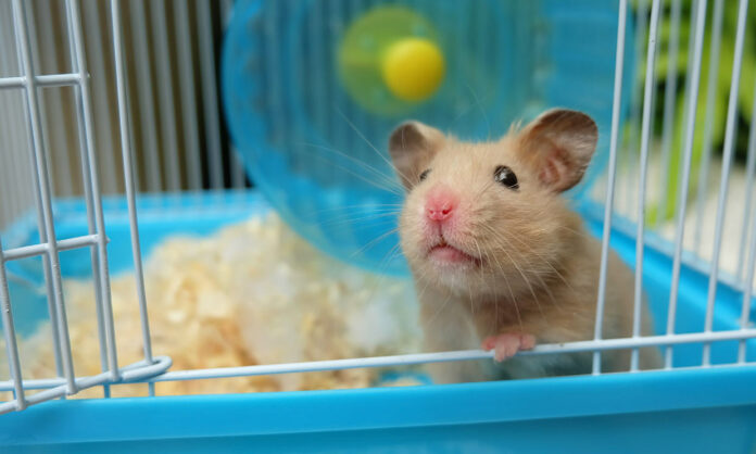 Hong Kong sacrificará dos mil hámsters tras detectarles Covid-19