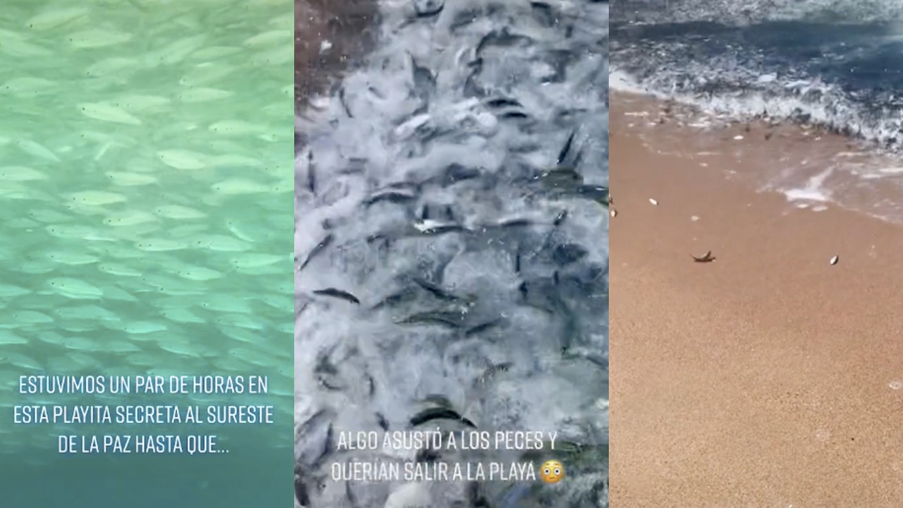 VIDEO: Captan a cientos de peces "intentando escapar del mar" en playa mexicana