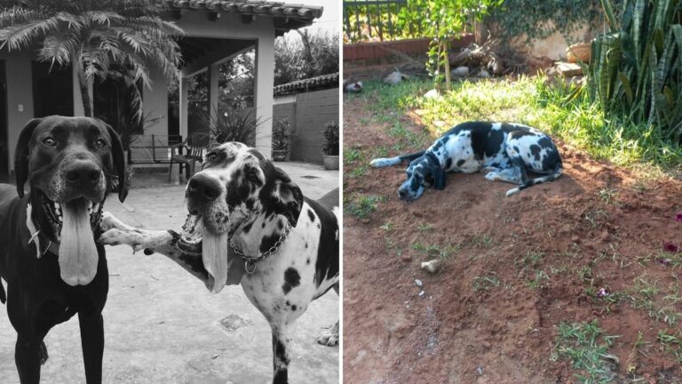 ¡Amigos para siempre! Perrito fallece y el otro no se despega de su tumba