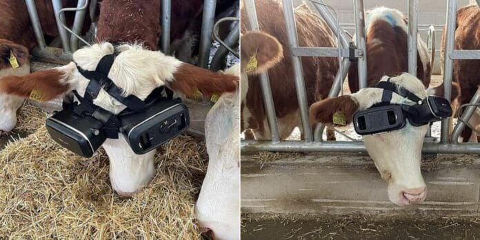 Granjero le coloca anteojos a sus vacas para conseguir mayor producción de leche
