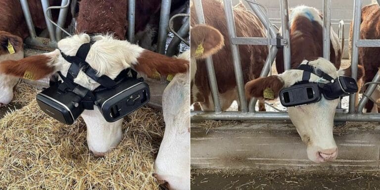 Granjero le coloca anteojos a sus vacas para conseguir mayor producción de leche
