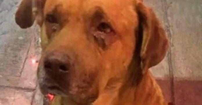 Se investiga la muerte de un perrito en SLP; vecinos de la zona donde ocurrió el deceso aseguran que se trata de un asesinato. Foto: Sin Embargo