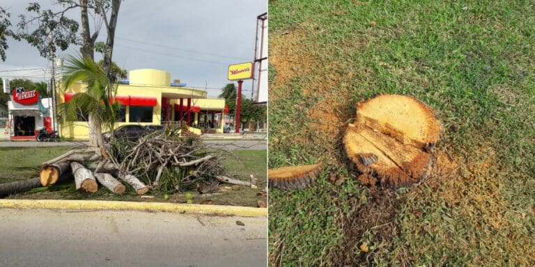 Exigen profesionistas destitución de William Conrado, por tala de árboles