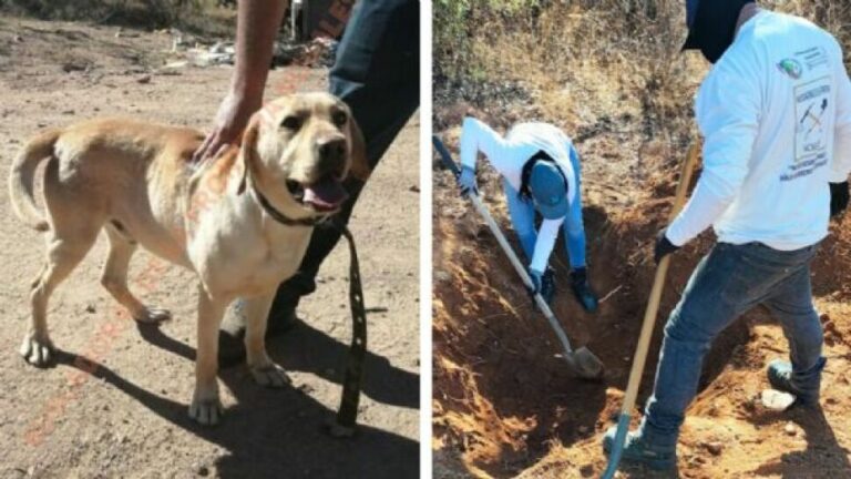 VIDEO: Bongo, el perrito que ayuda a localizar fosas clandestinas en Sonora