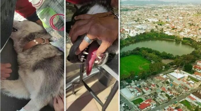 Alertan que personas sin escrúpulos están envenenando a perritos en la ciudad de Puebla, en una zona donde la gente lleva a sus mascotas. Foto: Periódico Central.