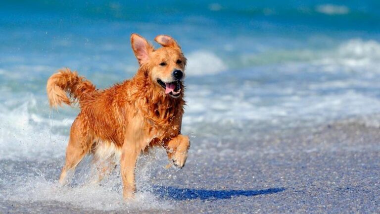 Un hombre muere ahogado al intentar rescatar a su perro