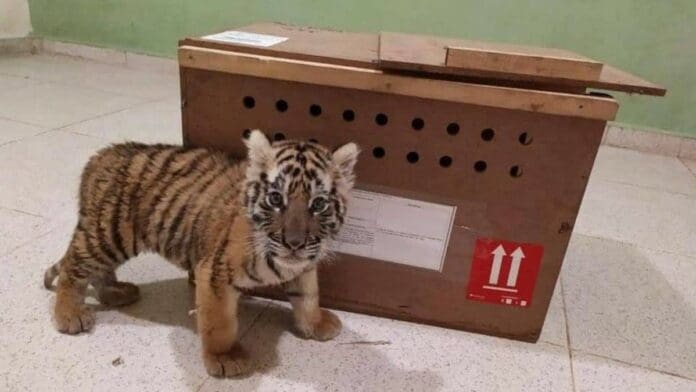 Profepa rescata cachorro de tigre en aeropuerto de Yucatán