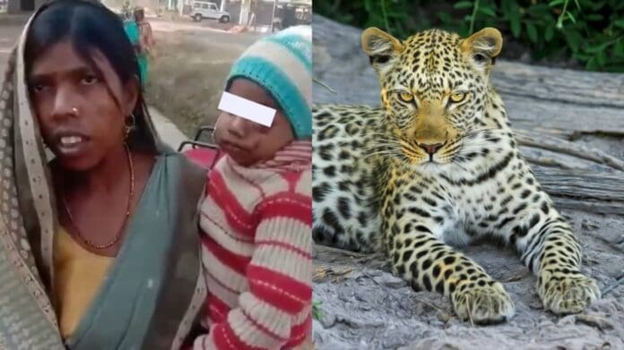 No le importa perder su vida y pelea contra un leopardo para salvar a su hijo