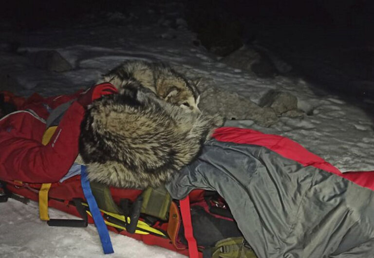 Un perro salva a un montañista herido al mantenerlo caliente con su cuerpo
