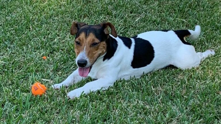 Mediante redes sociales una usuaria pidió que le ayuden para encontrar a "Max", un perro que se extravió en el vuelo VB4169 de Veracruz a Monterrey por Viva Aerobus.