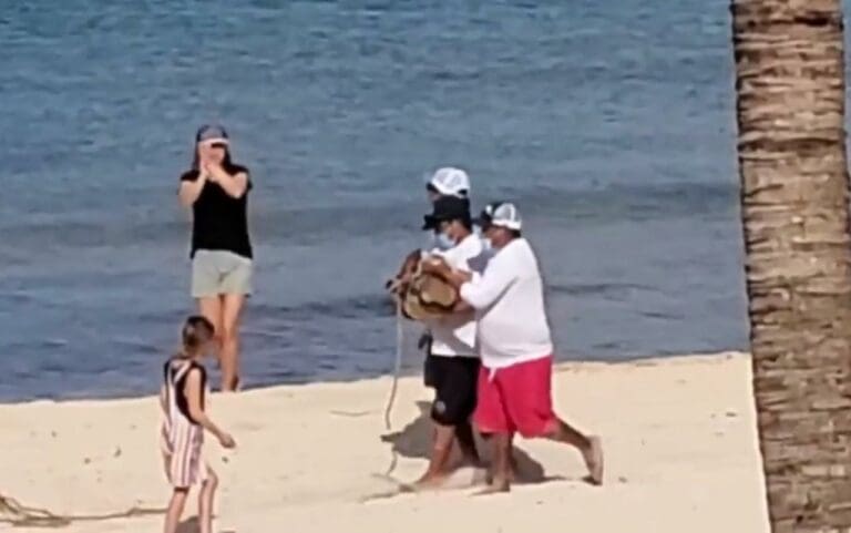 Cocodrilo se mete a la playa del hotel Reef Cozumel y sorprende a turistas hasta que lo sacan