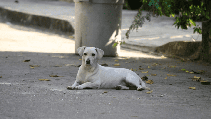 Primera campaña gratuita de esterilización para perros y gatos