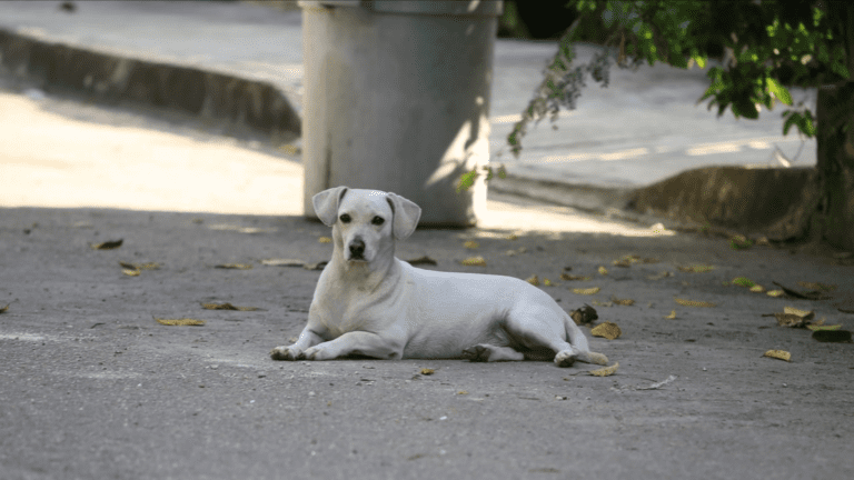 Primera campaña gratuita de esterilización para perros y gatos