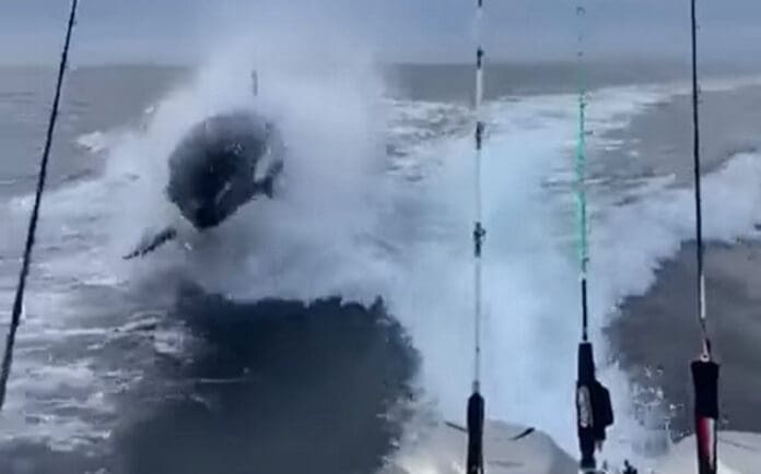 Orca sorprende a turistas en Sinaloa y los persigue