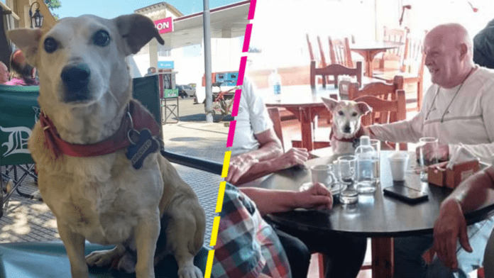 “Corchito”, un lomito callejero que acompaña a los comensales en un restaurante de Argentina