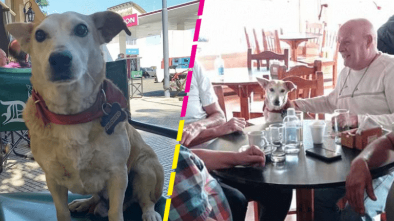 “Corchito”, un lomito callejero que acompaña a los comensales en un restaurante de Argentina
