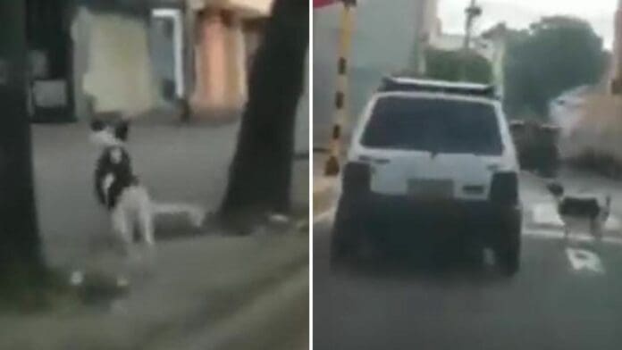 VIDEO: Perrita corre tras el auto de su familia luego de que la abandonaran en una calle