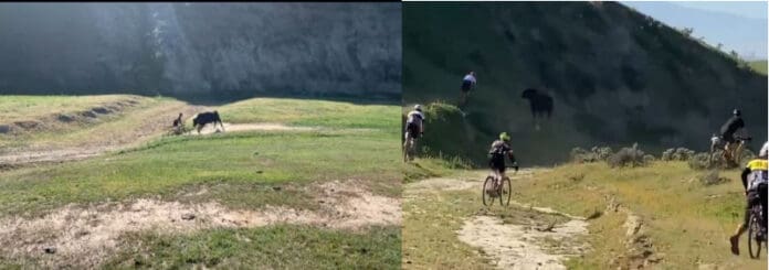 Toro salvaje ataca a ciclistas durante una carrera