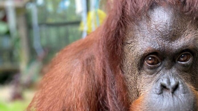 Los orangutanes podrían estar cerca de 'inventar' herramientas de piedra