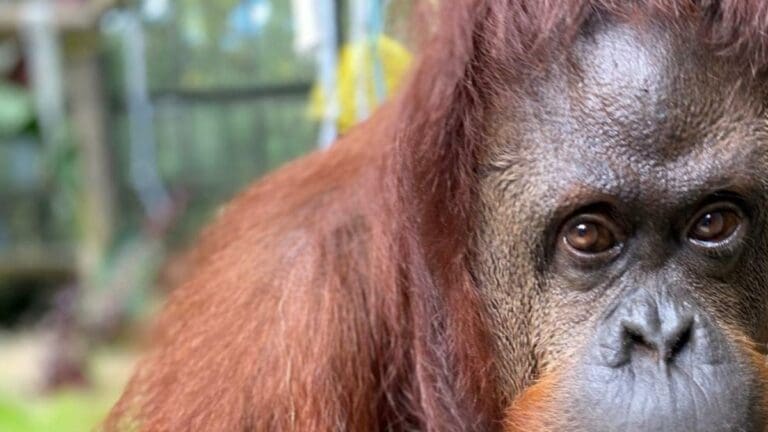 Los orangutanes podrían estar cerca de 'inventar' herramientas de piedra