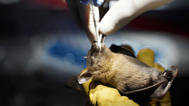 Alertan por nuevos coronavirus encontrados en murciélagos; hay riesgo de que infecten células humanas