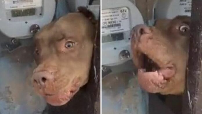 VIDEO: Perrito evita que trabajador de la CFE revise el medidor de luz de una casa