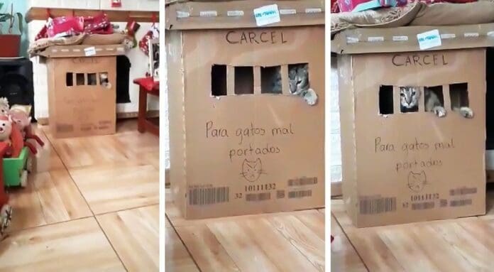 Gatito travieso es encerrado en una “cárcel” de cartón que hizo su dueña y sorprende a miles