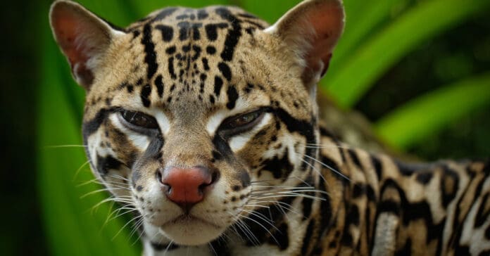 Pierde la vida atropellado cría de ocelote en Cancún