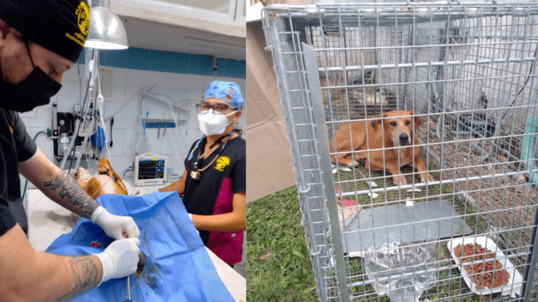 Veterinarios atenderán a lomitos callejeros de Chichén Itzá; ya atraparon al primero