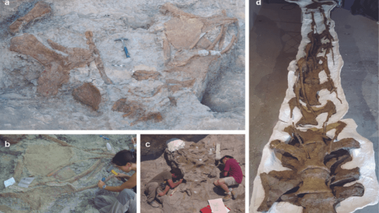 Descubren en España un titanosaurio; es la especie más grande encontrada en Europa