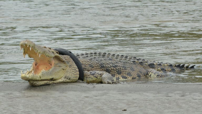 Un cocodrilo llevaba 6 años atrapado en una llanta y fue liberado por un aldeano