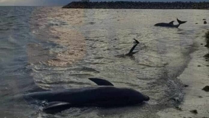 Encallan tres delfines en Puerto Cancún