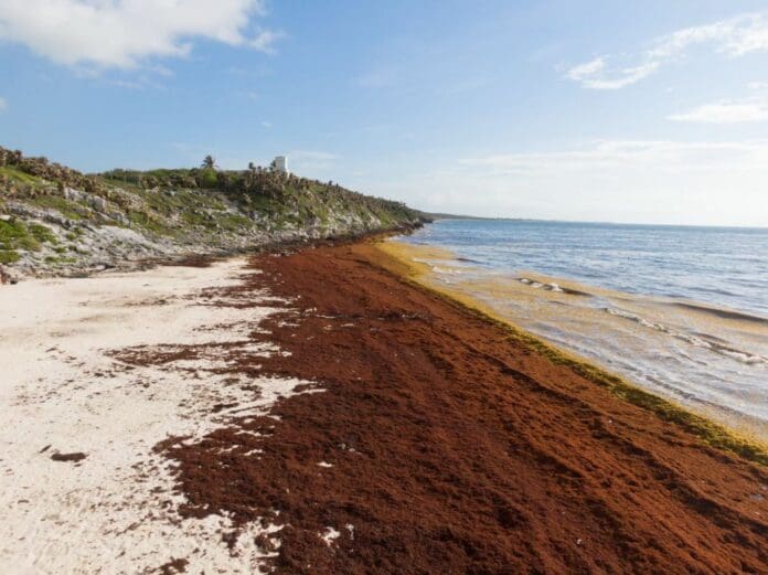 Clima no permite la instalación de barrera sargacera