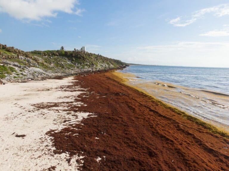 Clima no permite la instalación de barrera sargacera