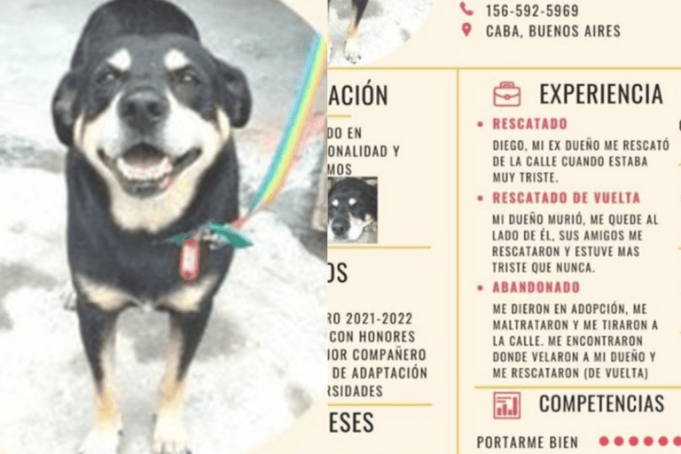 Le hacen currículum a perrito para ayudarlo a encontrar una nueva familia
