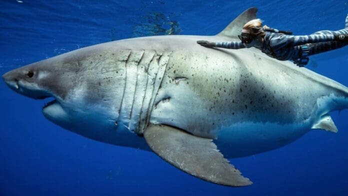 VIDEO: Nada con un tiburón en el mar para explicar en vivo cómo evitar el ataque del animal