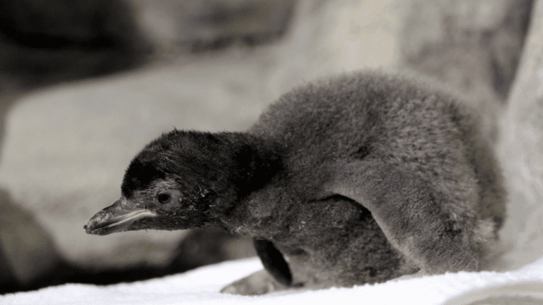Nace pingüino Deli en el Zoológico de Guadalajara