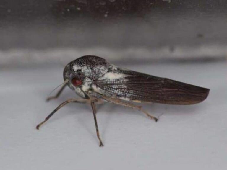 Científicos descubren insecto de apariencia metálica que no tiene parentesco cercano