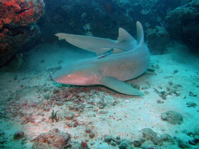 Aumenta presencia de tiburones en Cozumel