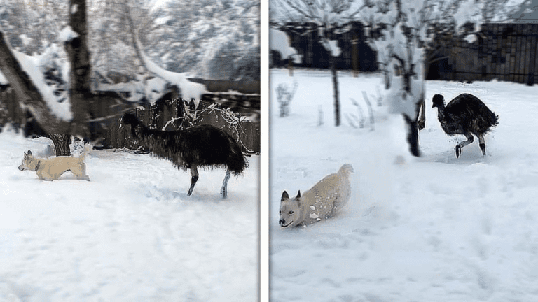 VIDEO VIRAL: Perrito es perseguido por un emú mientras juega en la nieve