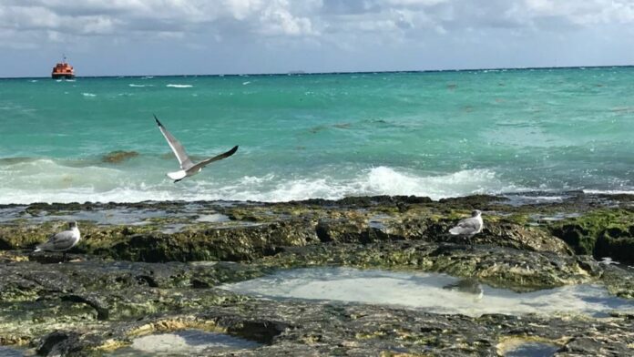 Turistas extranjeros disfrutan las playas del Caribe Mexicano