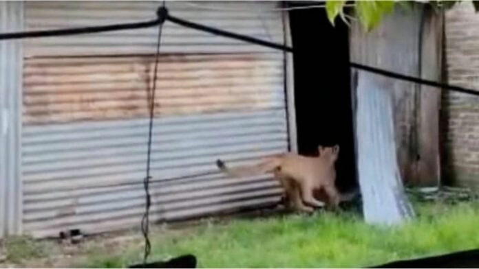 Video: Van a llevar a los niños a la escuela, se encuentran con un puma: 'El perro empezó a ladrar'